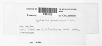 Gloniopsis praelonga image
